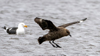Brown Skua in Flight