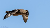 Chilean Skua in flight