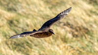 Chilean Skua in flight