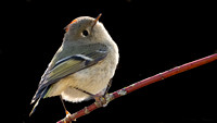Ruby-crowned Kinglet