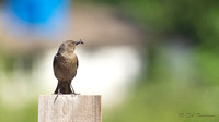 Brewers Blackbird with bug