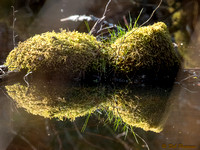 Reflection