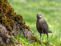 Brown-headed Cowbird Female