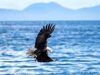 Eagle in Flight