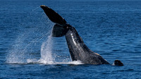 Humpback Tail Slapping