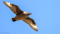 Chilean Skua