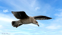 Kelp Gull Immature