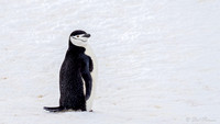 Chinstrap Penguin