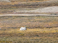 Reindeer - Diskobutka