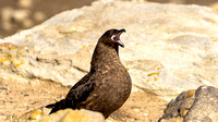 Chilean Skua