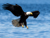 Eagle is Landing