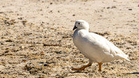Kelp Goose Male