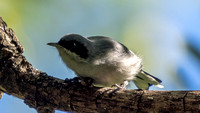 Masked Gnatcatcher