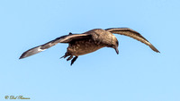 Chilean Skua
