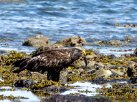 Eagle Immature Eating Midshipman Fish