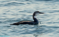 Common Loon Juvenile