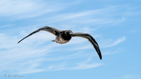 Brown-hooded Gull