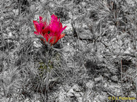 Desert Scenes