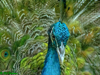 Peacock Male