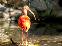 Scarlet Ibis