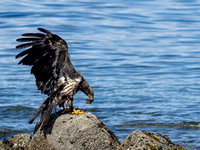 Eagle Immature with Midshipman