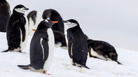 Chinstrap and Gentoo Penguins