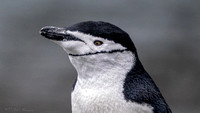 Chinstrap Penguin Head