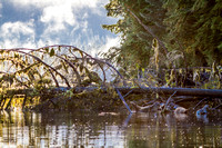 Seals under downed log