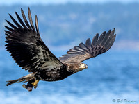 Immature Eagle Flying with Midshipman Fish