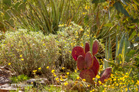 Cacti