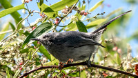 Masked Gnatcatcher
