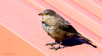 Blackish Cinclodes