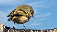 Ruby-crowned Kinglet