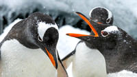 Gentoo Penguin arguing