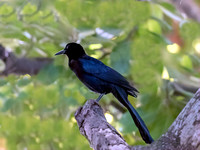 Great-tailed Grackle Male