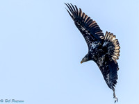 Eagle Immature in Flight