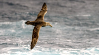 Southern Giant Petrel in flight