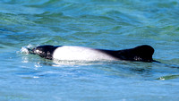 Commerson Dolphin