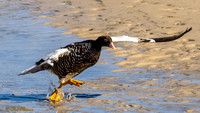 Kelp Goose female
