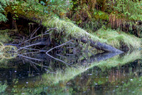 Reflections