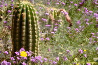 Desert Scenes