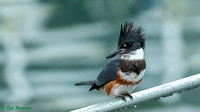 Belted Kingfisher
